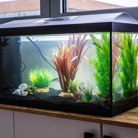 Studio Chaleureux Avec Aquarium Apartment Marcq-en-Baroeul Luaran gambar